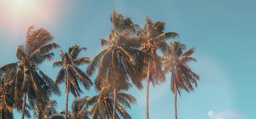 Candle wax - palm wax